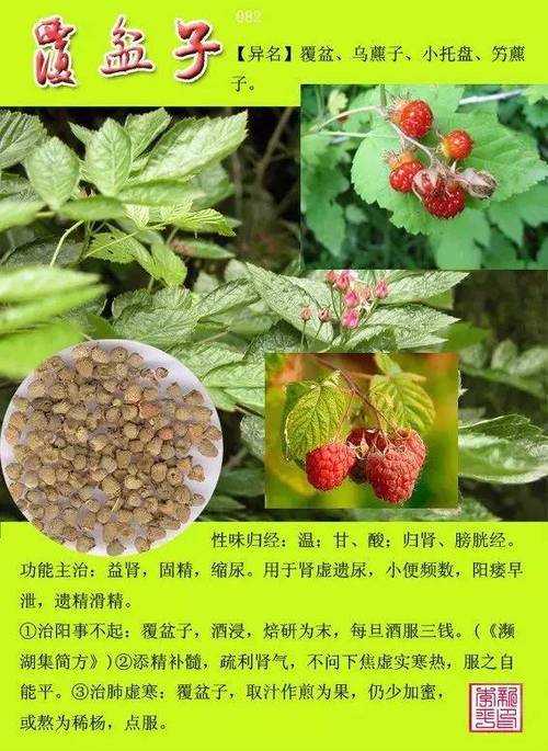 12000种中草药大全截图