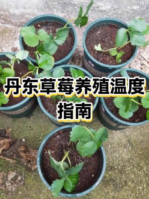 丹东的草莓几月份最便宜