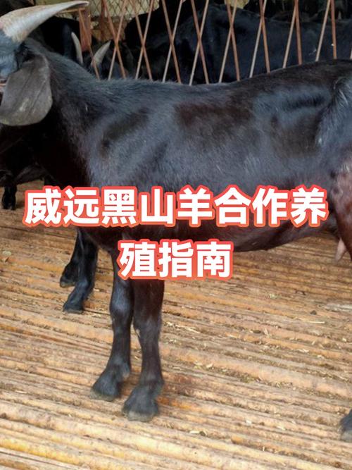 免费提供羊合作养殖的