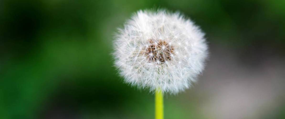 蒲公英下载平台官网