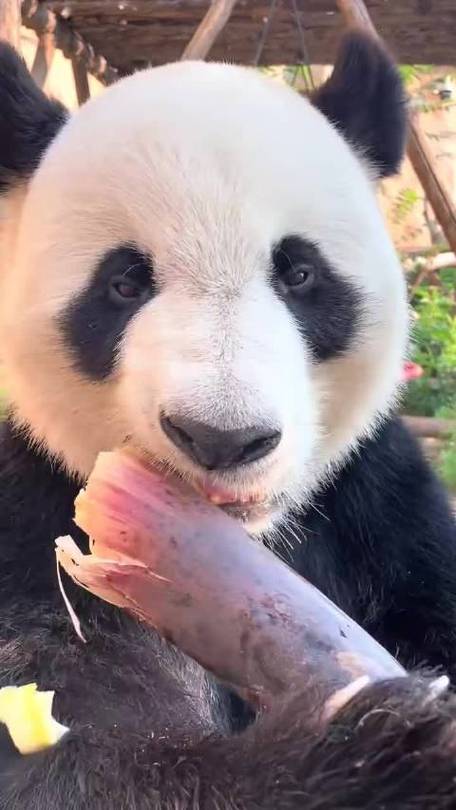 大竹子搞笑视频图标