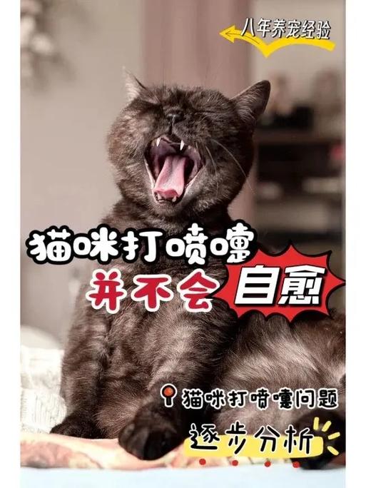 猫咪打喷嚏会自愈吗游戏截图