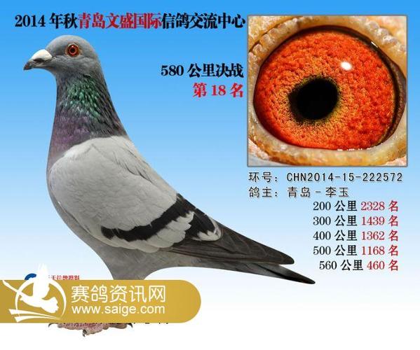 青岛文盛赛鸽公棚东营
