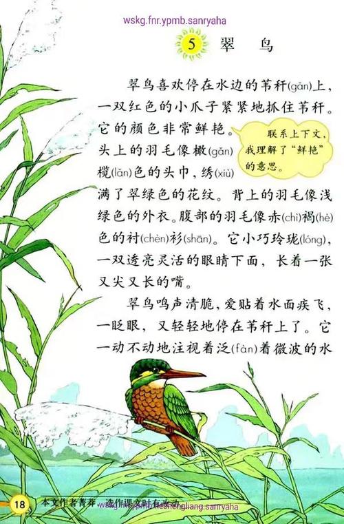 三年级课文《翠鸟》