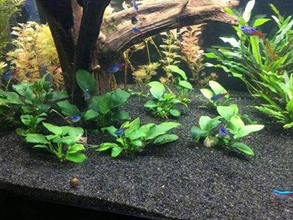 水草泥的优点和缺点
