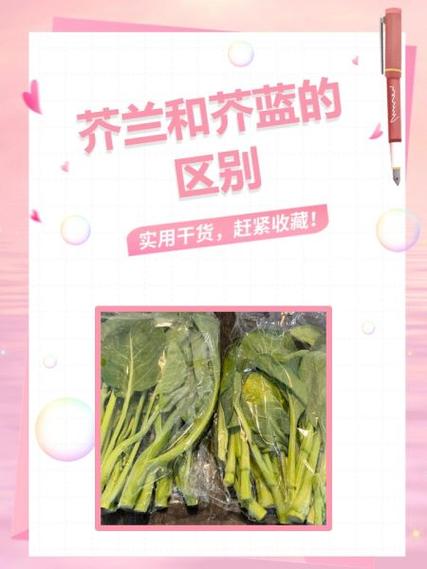 芥菜和芥兰的图片对比