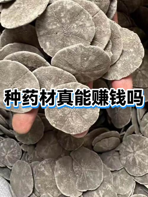 种中草药赚钱吗