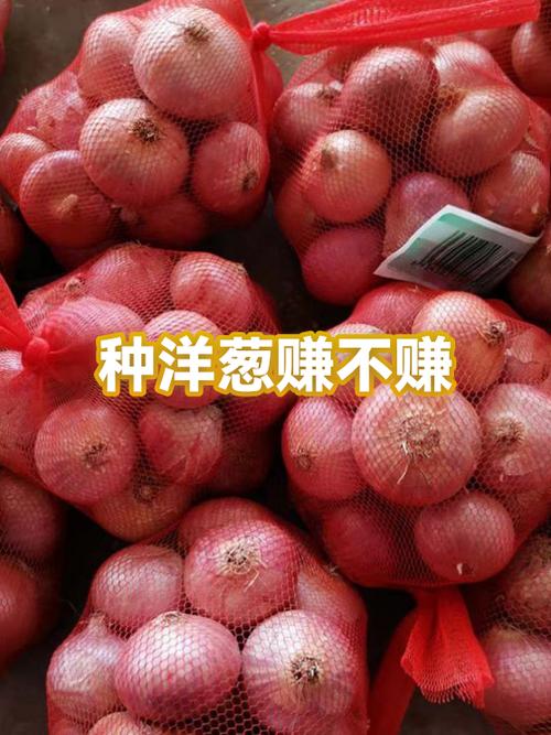洋葱平台怎么赚钱