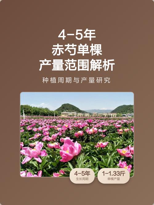 赤芍亩产量多少斤