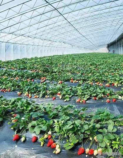大棚种植什么利润最高截图