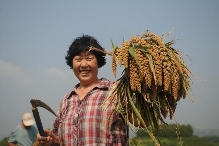 小米什么季节收获图标