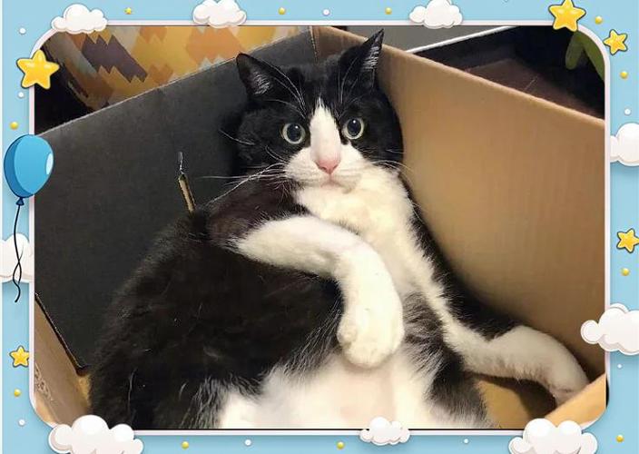 英短奶牛猫