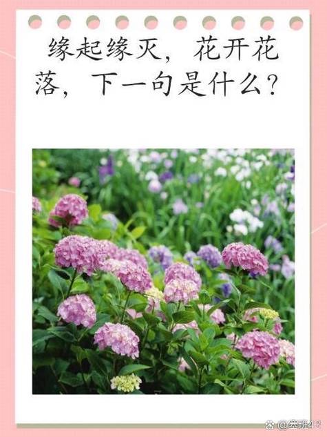 花开花落后半句是什么