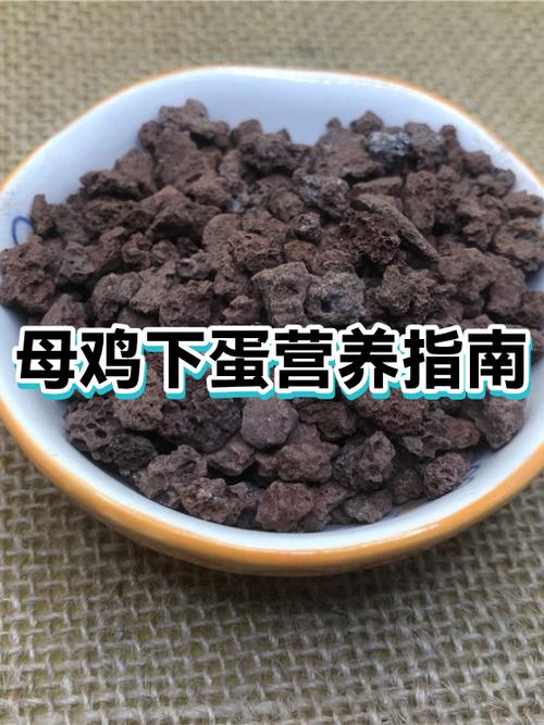 母鸡吃什么肯下蛋图标