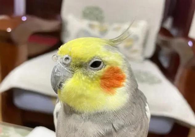 鹦鹉咳嗽能自愈吗