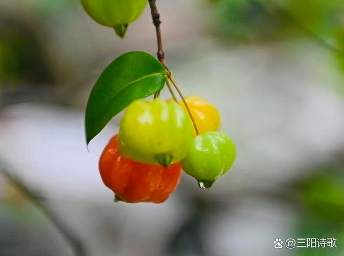 红果