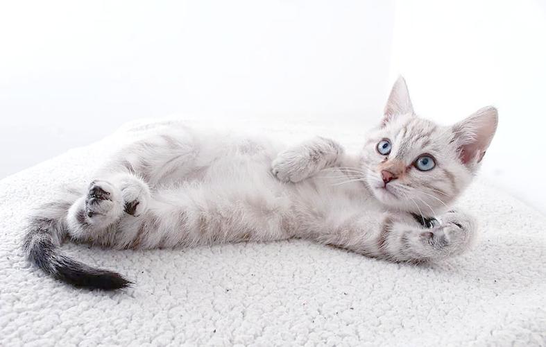 猫咪见到你就躺下打滚缩略图