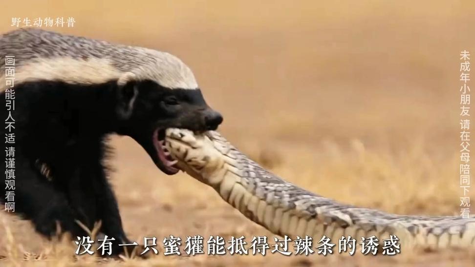蜜獾斗蛇的视频图标