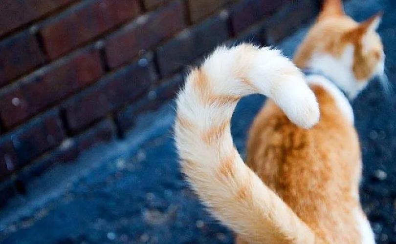 猫为什么发出低沉呼噜呼噜声