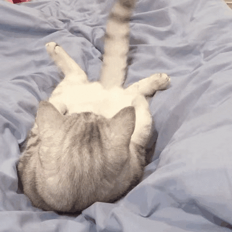 猫睡觉甩尾巴缩略图