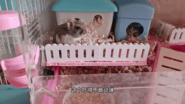 仓鼠身上烂了个血窟窿图片截图