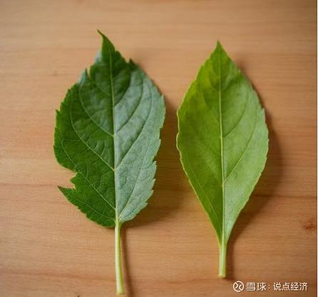 绿叶为啥不让卖了截图