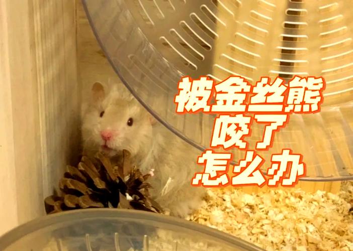 仓鼠咬纸的原因