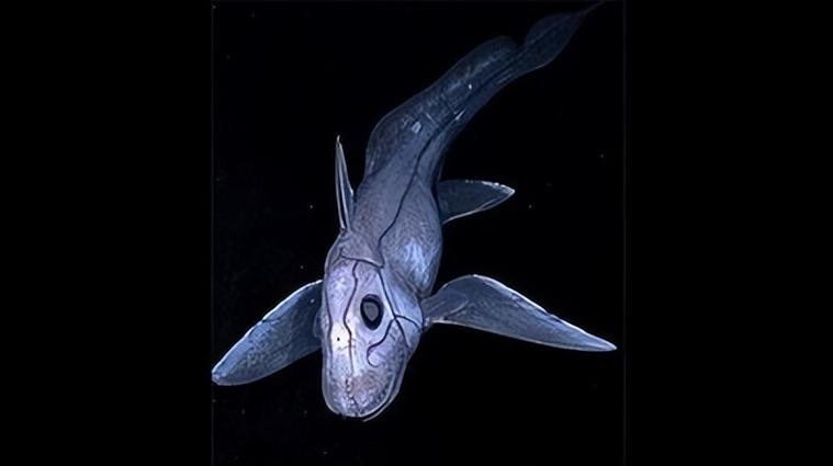 深海海怪下载