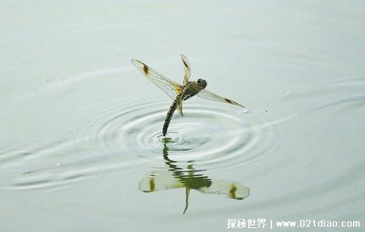蜻蜓是不是昆虫