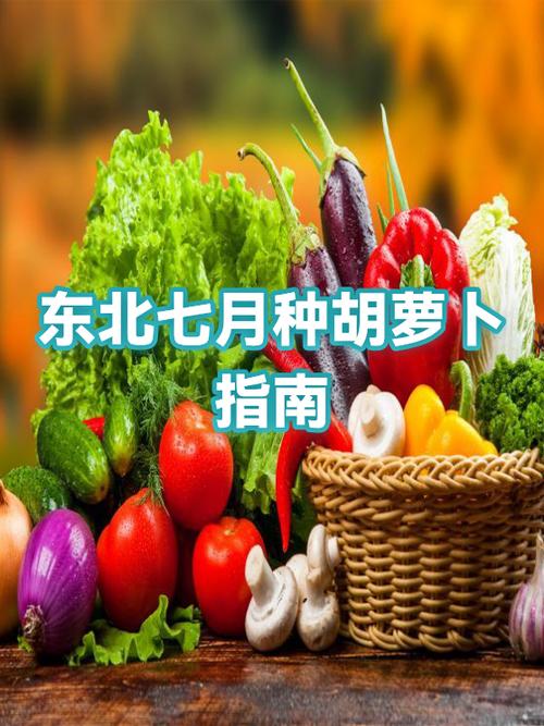 萝卜视频的特点