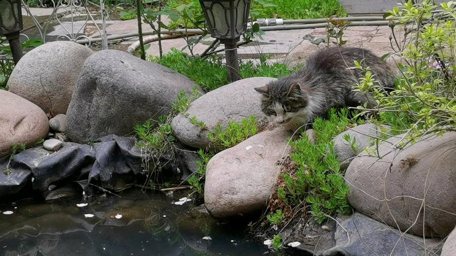 守鱼塘的猫