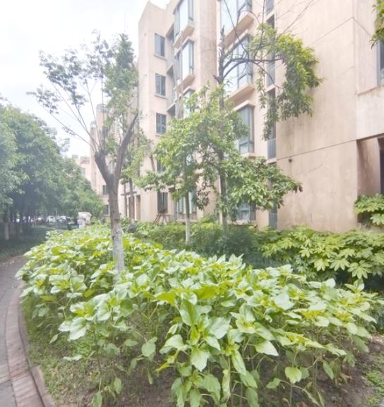 绿茵社区
