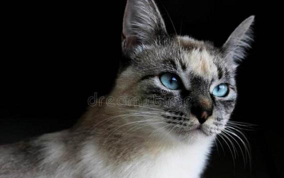 猫嘴巴下面有黑色结痂