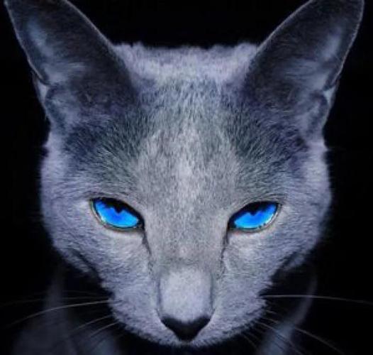 蓝猫网络