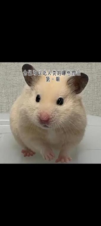 仓鼠吃馒头行吗截图