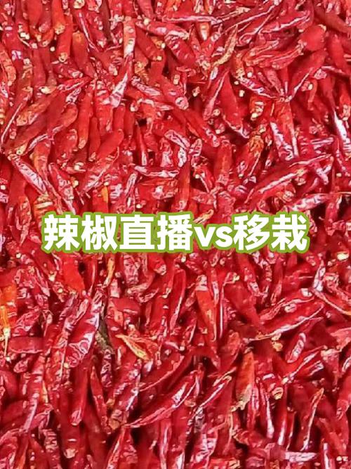 辣椒直播怎么打不开了
