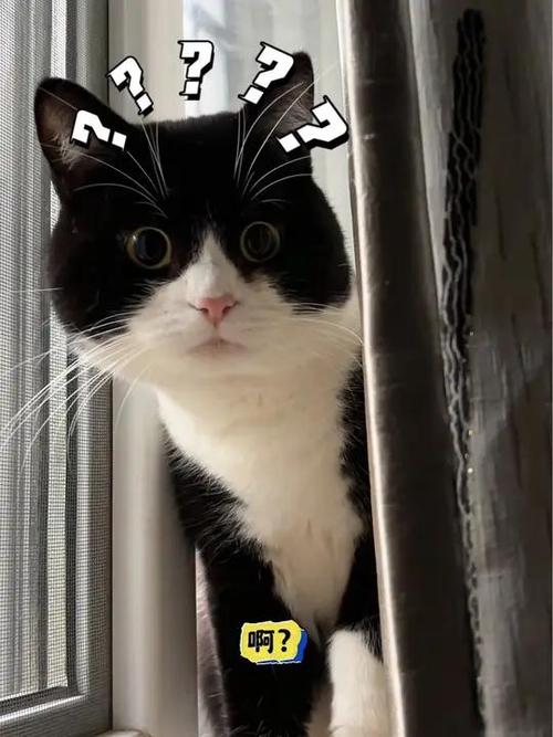 猫咪躲猫猫是在跟你玩缩略图