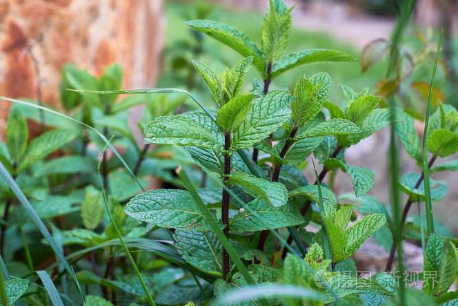 野生薄荷的分布范围