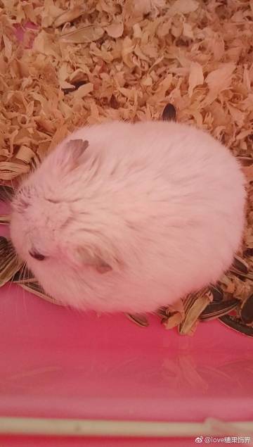 仓鼠长一个粉红色肉球