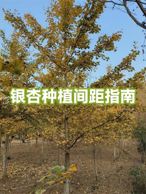 银杏管理