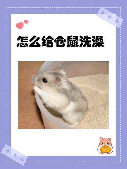 如何给仓鼠洗澡