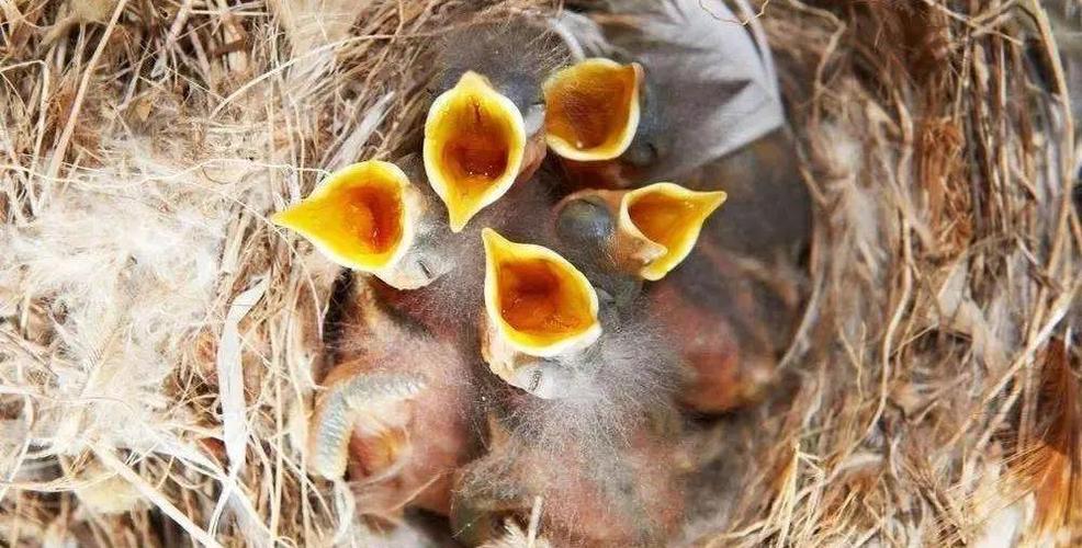 雏鸟天天饿10个小时截图