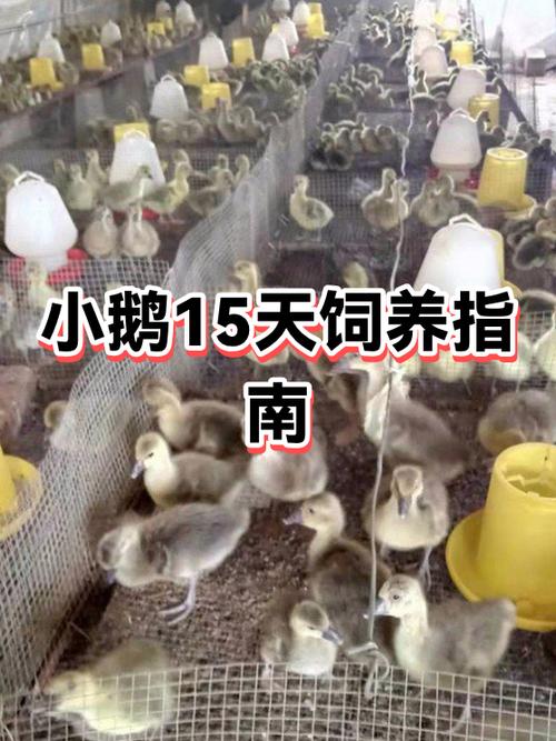 小鹅怎么卖