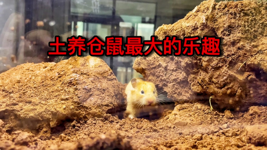 仓鼠可以直接埋土里面吗