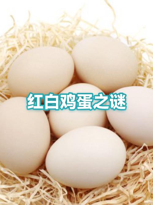 白色的蛋是什么蛋缩略图