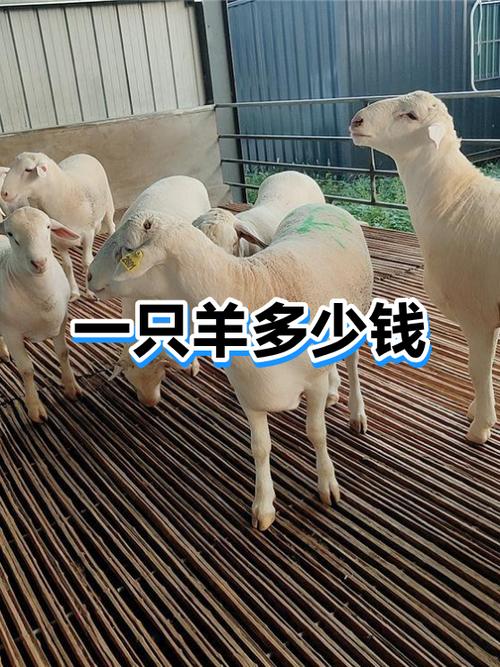 2一3个月小羊多少钱一只