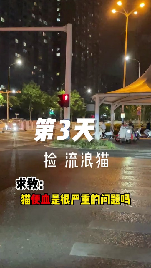 哪个地方容易捡到流浪猫