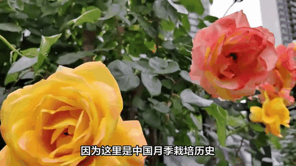 视频花了可以修复吗