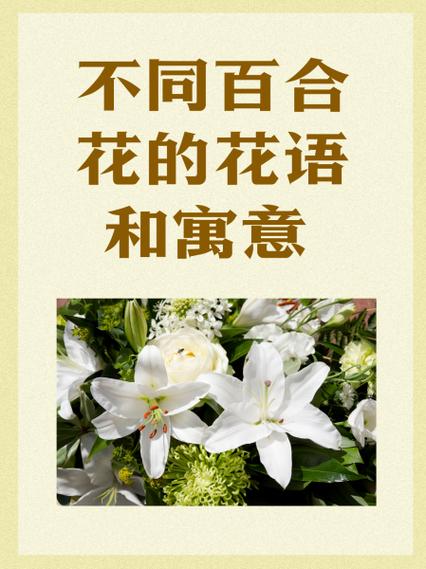 不同颜色百合花语和寓意