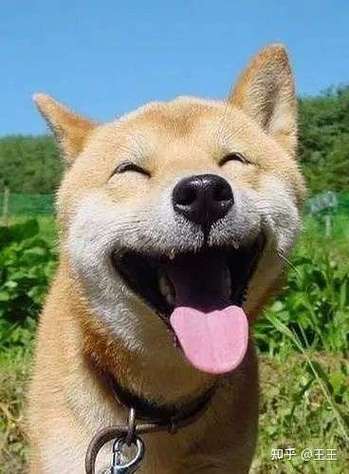 笑翻了的表情图片